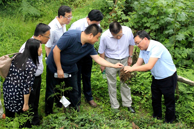 陕西省药监局局长胡小平一行莅临新绿药考察调研