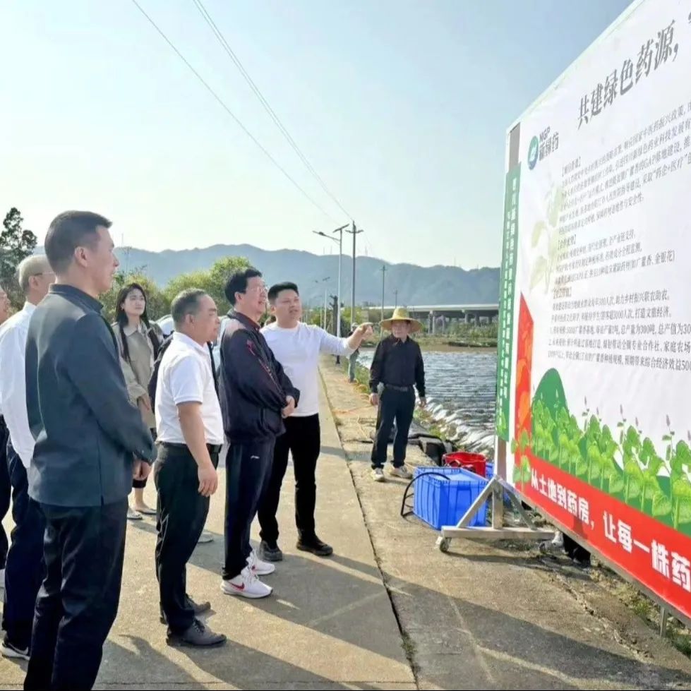 共建绿色药源 守护健康未来｜广东省阳江市纪委监委赴新绿色广藿香种植基地开展专题调