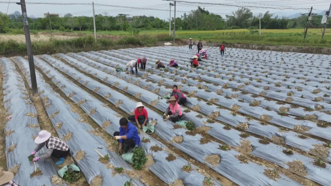 pg娱乐电子游戏app科技护航：阳春300亩广藿香GAP基地铸就药材品质新标杆